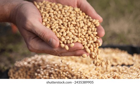 soybean agriculture. farmer holding soybean grains close-up. agriculture business soy farm concept. farmer hands are lifestyle sorting out soybean grains holding in his hands