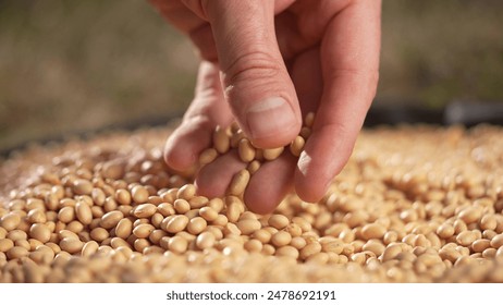 soybean agriculture. farmer touching soybean grains close-up. agriculture business soy farm concept. farmer hands are sorting out soybean grains holding in lifestyle his hands