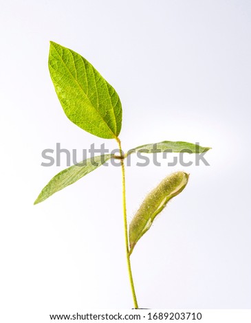 soybean branch with 3 leaves and a semi-open pod isolated on white background