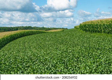 Soybean And Corn Crops:  Alternating Contour Strips Of Soybeans And Corn Protect Against Erosion And Soil Depletion On A Farm In Southern Wisconsin.
