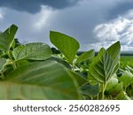 Soybean crop in Brazil, large soybean plantations, integrated crop-livestock system. Nice rain cloud background