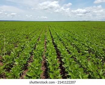soybean crop in Brazil, large soybean plantations, agriculture in the Brazilian cerrado
