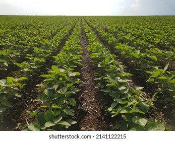 Soybean Crop Brazil Large Soybean Plantations Stock Photo 2141122215 ...