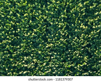 Soybean Crop Cultivated Agricultural Field Aerial Top Down View