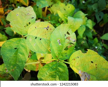 Soybean Crop Damage By Pest Disease Stock Photo 1242215083 | Shutterstock