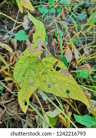 Soybean Crop Damage By Pest Disease Stock Photo 1242216793 | Shutterstock