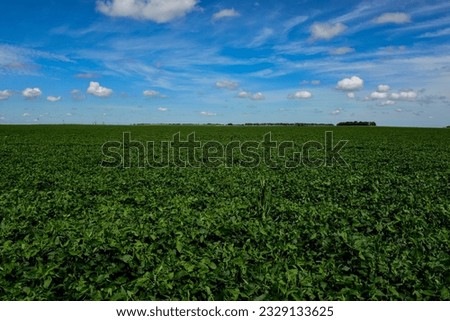 Soybean crop field , in the Buenos Aires Province Countryside, Argentina.