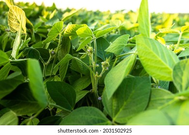 Soybean crop in the non-GMO field. Glycine max, soybean, soya bean sprout growing soybeans on an industrial scale. Young soybean plants with flowers on soybean cultivated field. - Shutterstock ID 2031502925