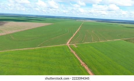 Soybean crop in the state of Mato Grosso in Brazil. - Shutterstock ID 2222094345