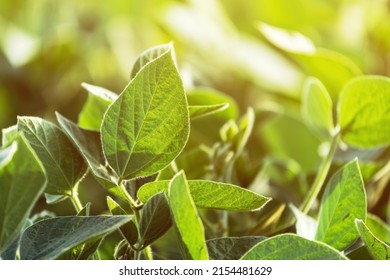 Soybean Crops In Field, Glycine Max Cultivation, Close Up Of Leaves With Selective Focus