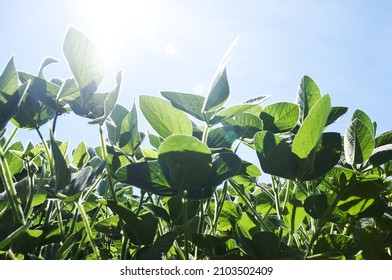 Soybean Cultivation, Green Soy Plant Leaves In The Cultivated Field Against The Sun