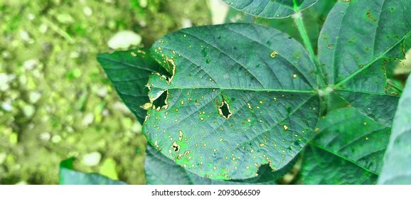 231 Foliar diseases Images, Stock Photos & Vectors | Shutterstock