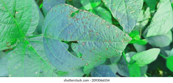 Soybean Disease Caused By Bacteria Leaf Stock Photo 2093066554 