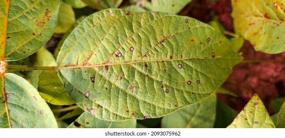 212 Pseudomonas syringae Images, Stock Photos & Vectors | Shutterstock