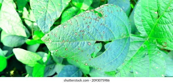 212 Pseudomonas syringae Images, Stock Photos & Vectors | Shutterstock