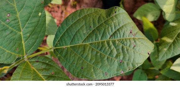 Soybean Disease Caused By Bacteria Leaf Stock Photo 2095013377 ...