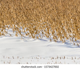 Soybean Farm Field With Snowdrift Covering Part Of Bean Stems And Pods After An Early Winter Snowstorm Delayed Harvest In The Midwest