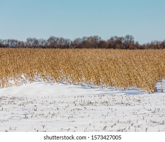 Soybean Farm Field With Snowdrift Covering Part Of Bean Stems And Pods After An Early Winter Snowstorm Delayed Harvest In The Midwest