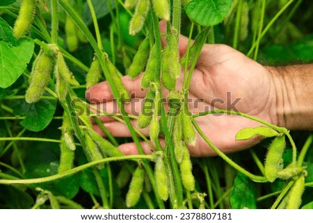 Soybean farming in the cerrado of Mato Grosso Foto stock © 