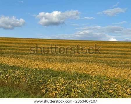 Similar – Image, Stock Photo Sunflower field IV Clouds