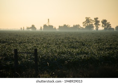 Soybean Field With Animal Feed Factory.