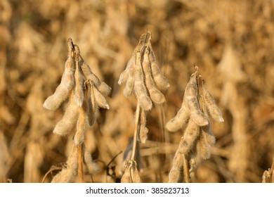 Soybean In Field Closeup