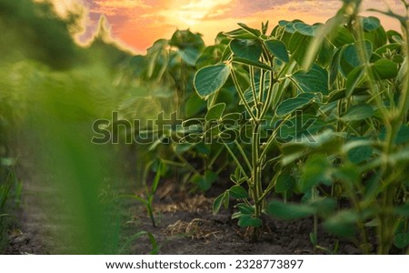 Similar – Image, Stock Photo Agricultural crop field of young wheat ears are waving in wind