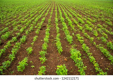 Soybean Field India Stock Photo 1242112171 | Shutterstock