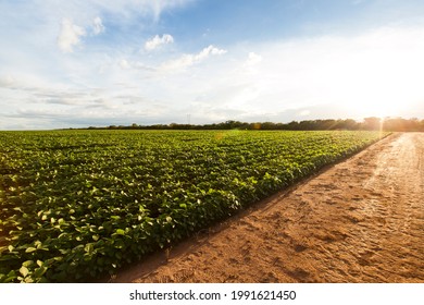 Soybean Field In Late Afternoon With Dirt Road On The Side. Soybean Farming