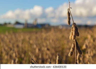 Soybean Field Ready To Harvest