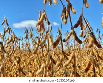 Soybean Field Ready For Harvest On Rural Farm In Hamilton, Ontario, Canada.