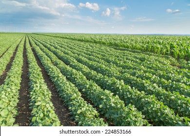 Soybean Field Ripening Agricultural Landscape Stock Photo 224853166 ...