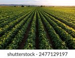 Soybean field ripening at spring season, agricultural landscape.