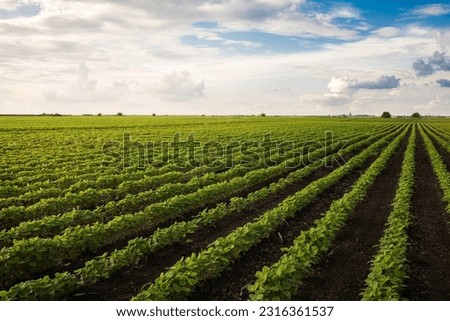 Soybean field ripening at spring season, agricultural landscape.