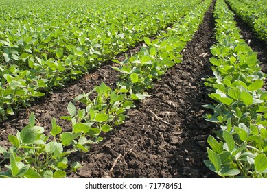 16,466 Soy bean field Images, Stock Photos & Vectors | Shutterstock