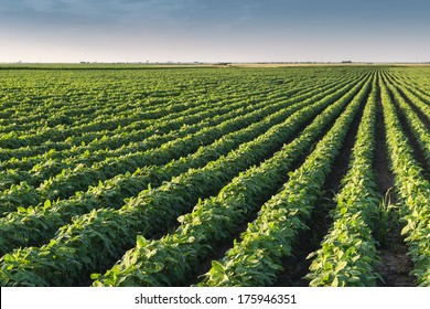 Soybean Field Rows In Morning