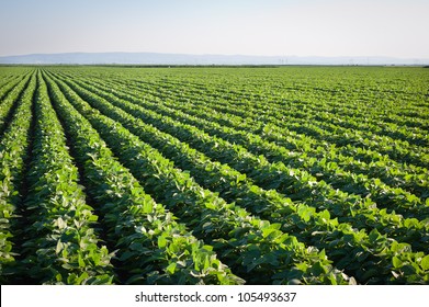 Soybean Field With Rows Of Soya Bean Plants