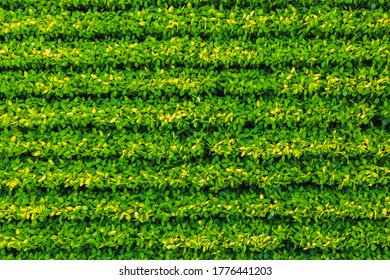 Soybean field with rows of soya bean plants. Aerial view. Agriculture in Austria