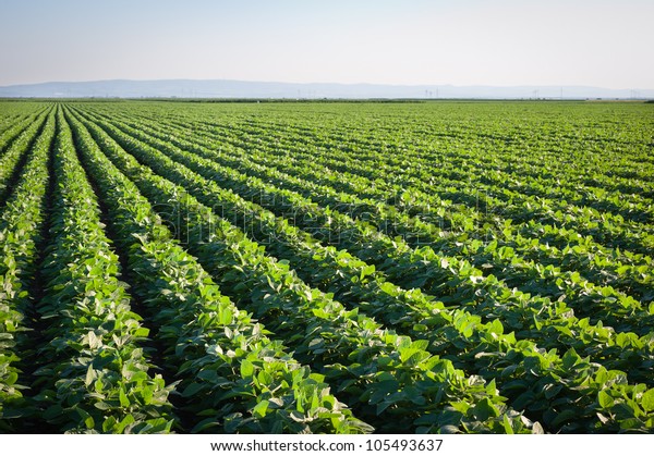 Suchen Sie Nach Sojabohnenfeld Mit Reihen Von Sojabohnenpflanzen Stockbildern In Hd Und Millionen Weiteren Lizenzfreien Stockfotos Illustrationen Und Vektorgrafiken In Der Shutterstock Kollektion Jeden Tag Werden Tausende Neue Hochwertige