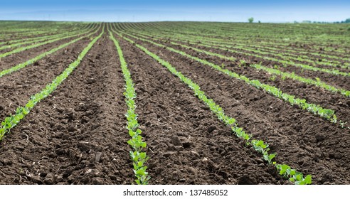 Soybean Field Rows In Spring