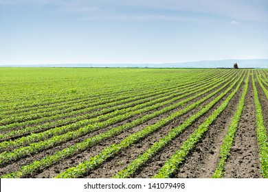 Soybean Field Rows In Spring