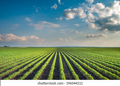 Soybean Field Rows In Summer