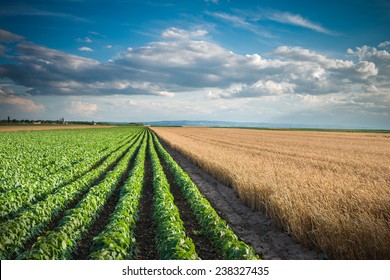 Soybean Field Rows In Summer