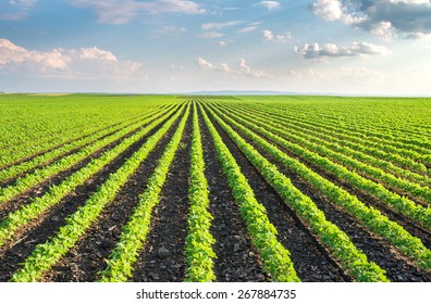 Soybean Field Rows in summer - Shutterstock ID 267884735