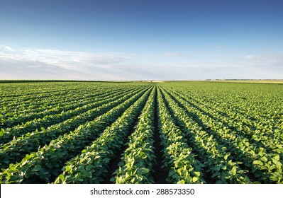 Soybean Field Rows Summer Stock Photo 288573350 | Shutterstock