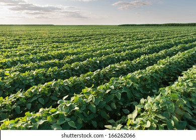 Soybean Field Rows In Sunset