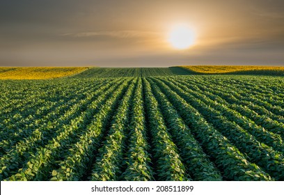 67,664 Field beans Images, Stock Photos & Vectors | Shutterstock