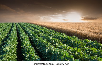 Soybean Field Rows In Sunset