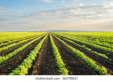 Soybean Field Rows In Sunset