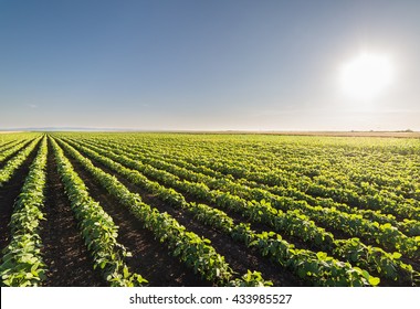 Soybean Field Rows In Sunset